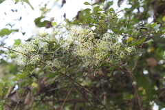 Naravelia zeylanica
